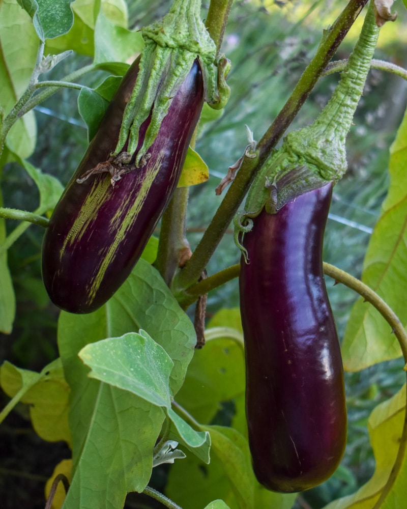 Aubergine på planta - odla eget