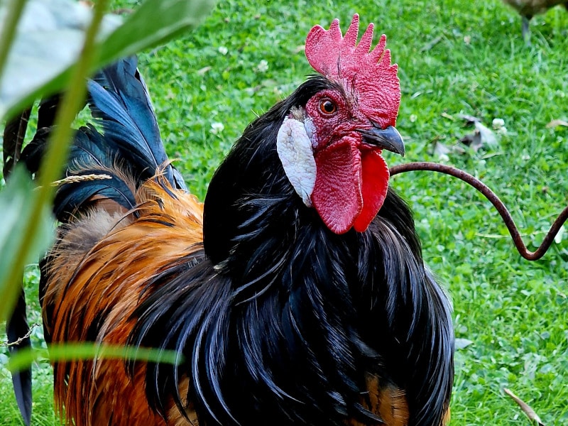 Vorwerkhahn in Großaufnahme Glückliche Hühner von Anfang an.