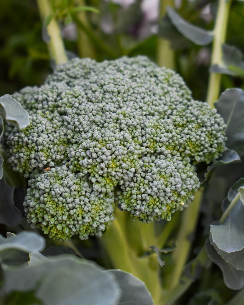 Broccoli i trädgården