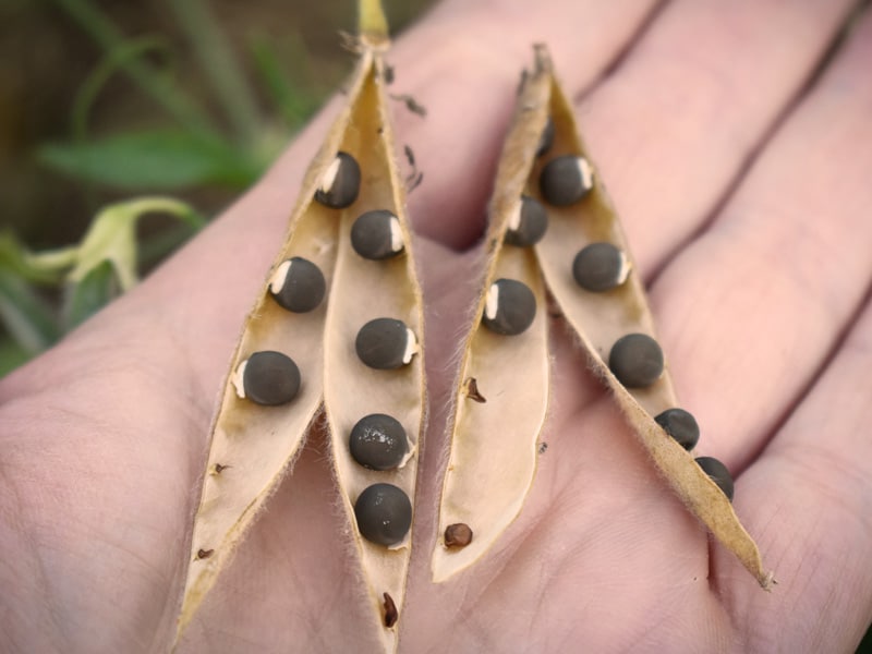 Fröställning luktärt