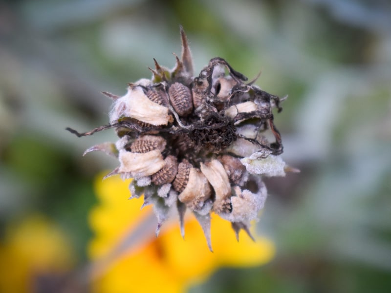 Fröställning Ringblomma