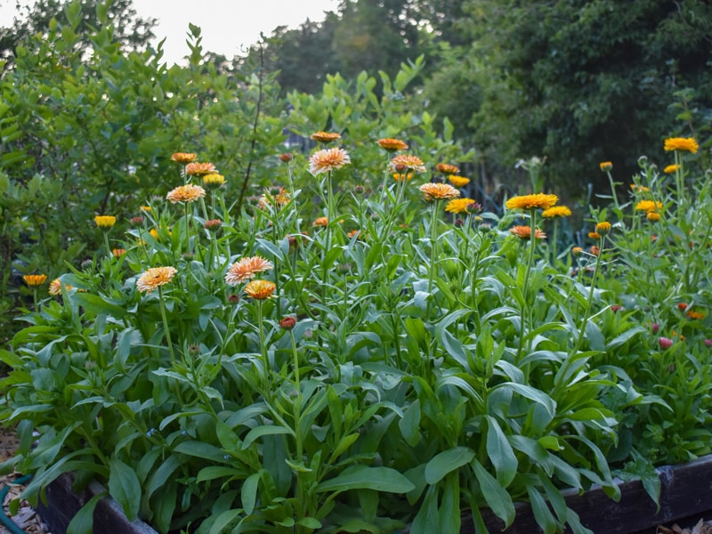 Hur du odlar mer klimatsmart ringblommor i trädgård