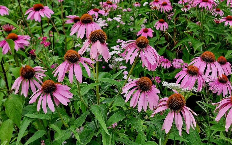 Hol mit dem Purpur-Sonnenhut den Sommer in deinen Garten