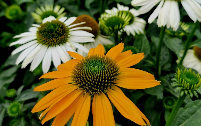 Hol mit dem Purpur-Sonnenhut den Sommer in deinen Garten