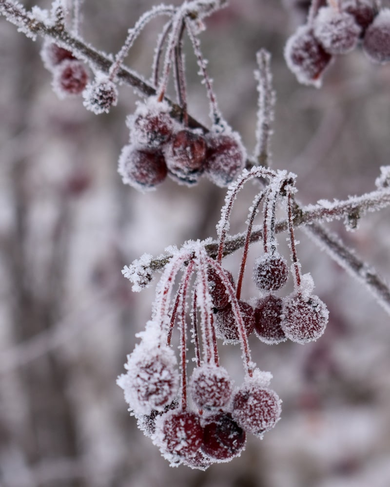 Frusna bär fågelmat vinter