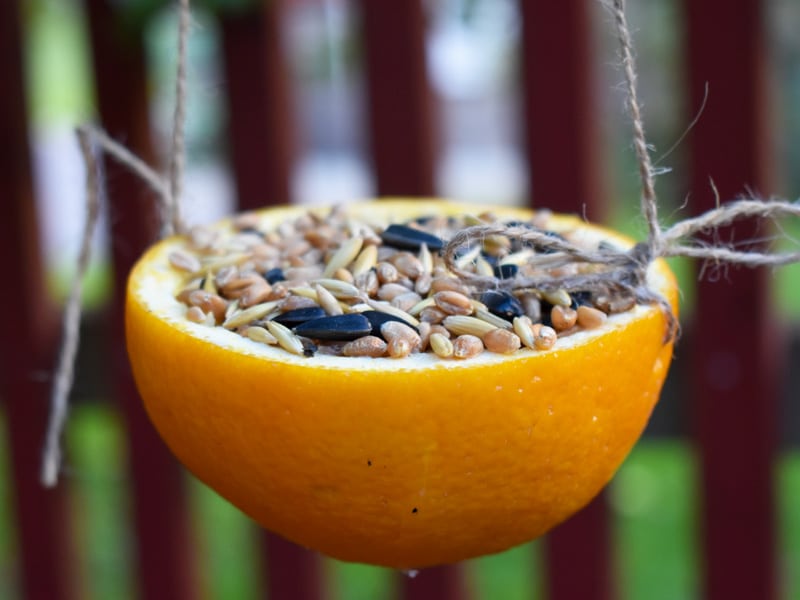 Mat åt småfåglarna om vintern