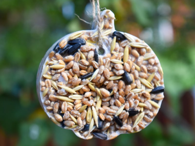 Gör din egen talgboll till fåglarna